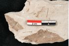Foto (Detailansicht) von Hypnum sagorianum Ettingshausen (NHMW-GEO-2024-0188-6730)